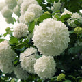 Chinese Snowball Viburnum (2.5 Gallon) White Blooming Deciduous Shrub - Full Sun Live Outdoor Plant